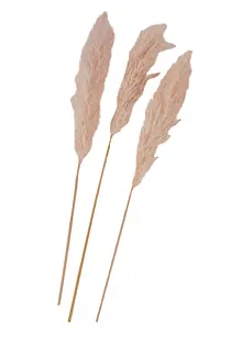 Lot de 3 plantes artificielles (herbes de la pampa), bonprix