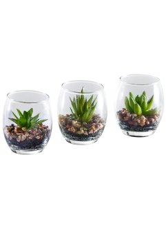 Succulentes artificielles dans un verre (Ens. 3 pces.), bpc living bonprix collection