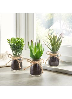 Kunstpflanze Sukkulenten im Glas, 3-tlg. Set, bpc living bonprix collection