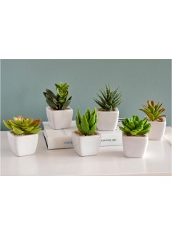 Kunstpflanzen in Sukkulenten-Design (6-tlg.Set), bpc living bonprix collection