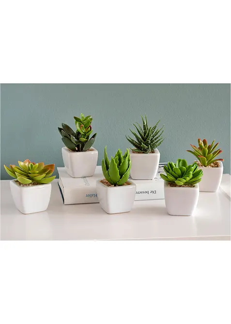 Mini-succulentes artificielles (Ens. 6 pces.), bonprix