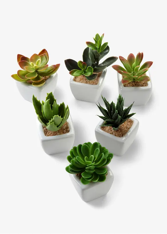 Mini-succulentes artificielles (Ens. 6 pces.), bonprix