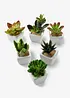 Kunstpflanzen in Sukkulenten-Design (6-tlg.Set), bonprix